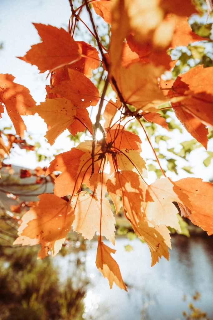 Close-up of bright orange autumn leaves on a branch.